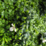 Mur artificiel jardin  la franaise - gros plan