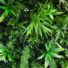 Mur artificiel plantes exotiques synthtiques - vue de prs