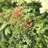 Mur artificiel plantes bucoliques synthtiques - fleurs
