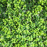 Mur artificiel - Fleurs de jasmin synthtique - zoom