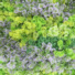 Mur artificiel - Mousse colore synthtique - vue de prs