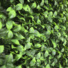 Mur artificiel feuillage Gardnia synthtique - vue de cot
